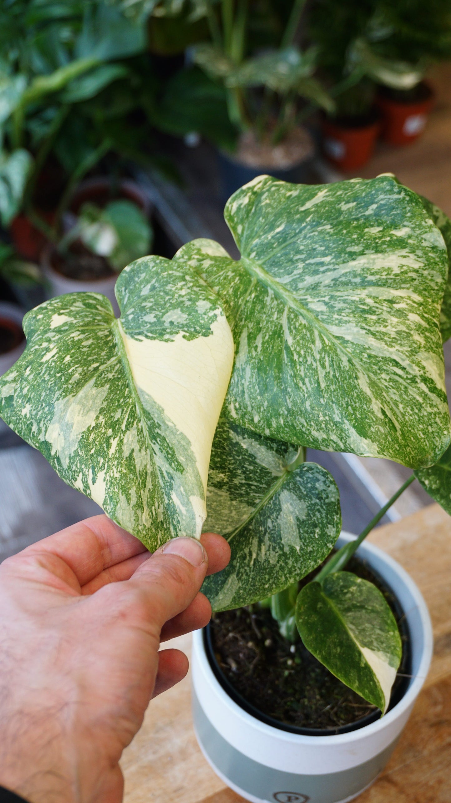 Monstera Thai Mutation