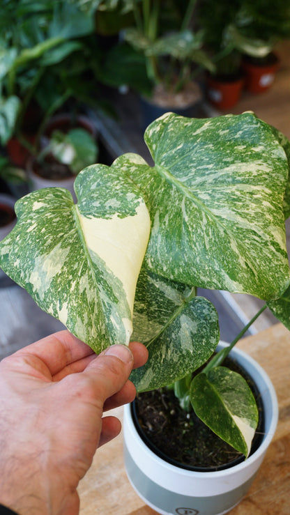 Monstera Thai Mutation