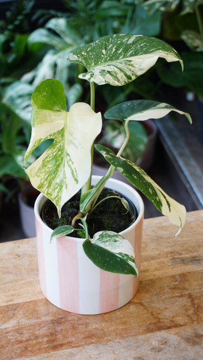 Monstera Thai Constellation rare Mutation studio plantes rares jungle jardinerie strasbourg rare plant shop online pflanzen
