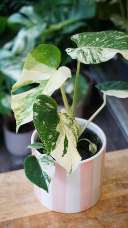 Monstera Thai Mutation
