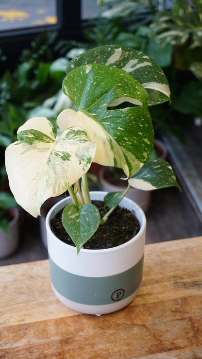 Monstera Thai Constellation rare Mutation studio plantes rares jungle jardinerie strasbourg rare plant shop online pflanzen