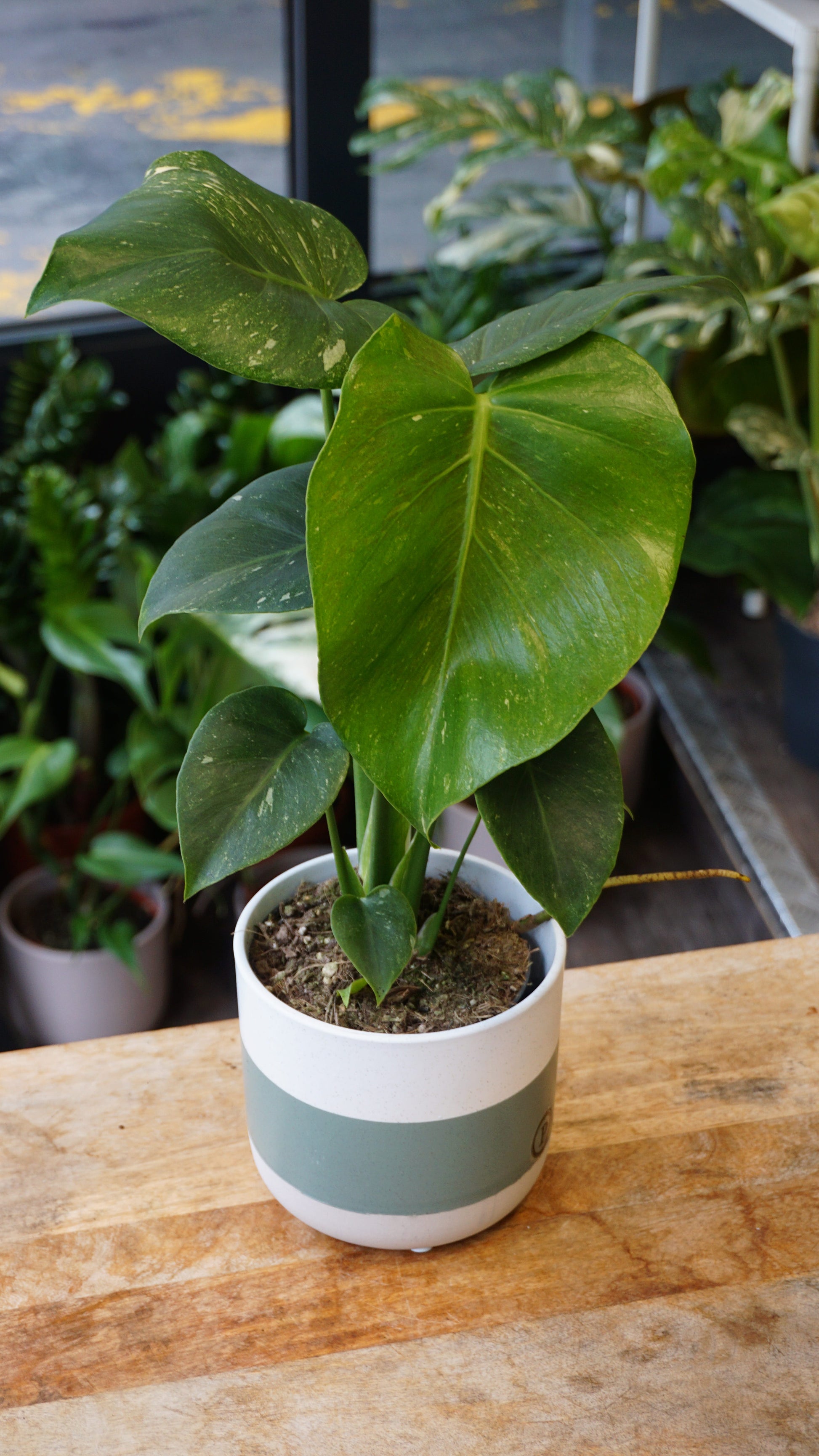 Monstera Thai Constellation rare Mutation studio plantes rares jungle jardinerie strasbourg rare plant shop online pflanzen