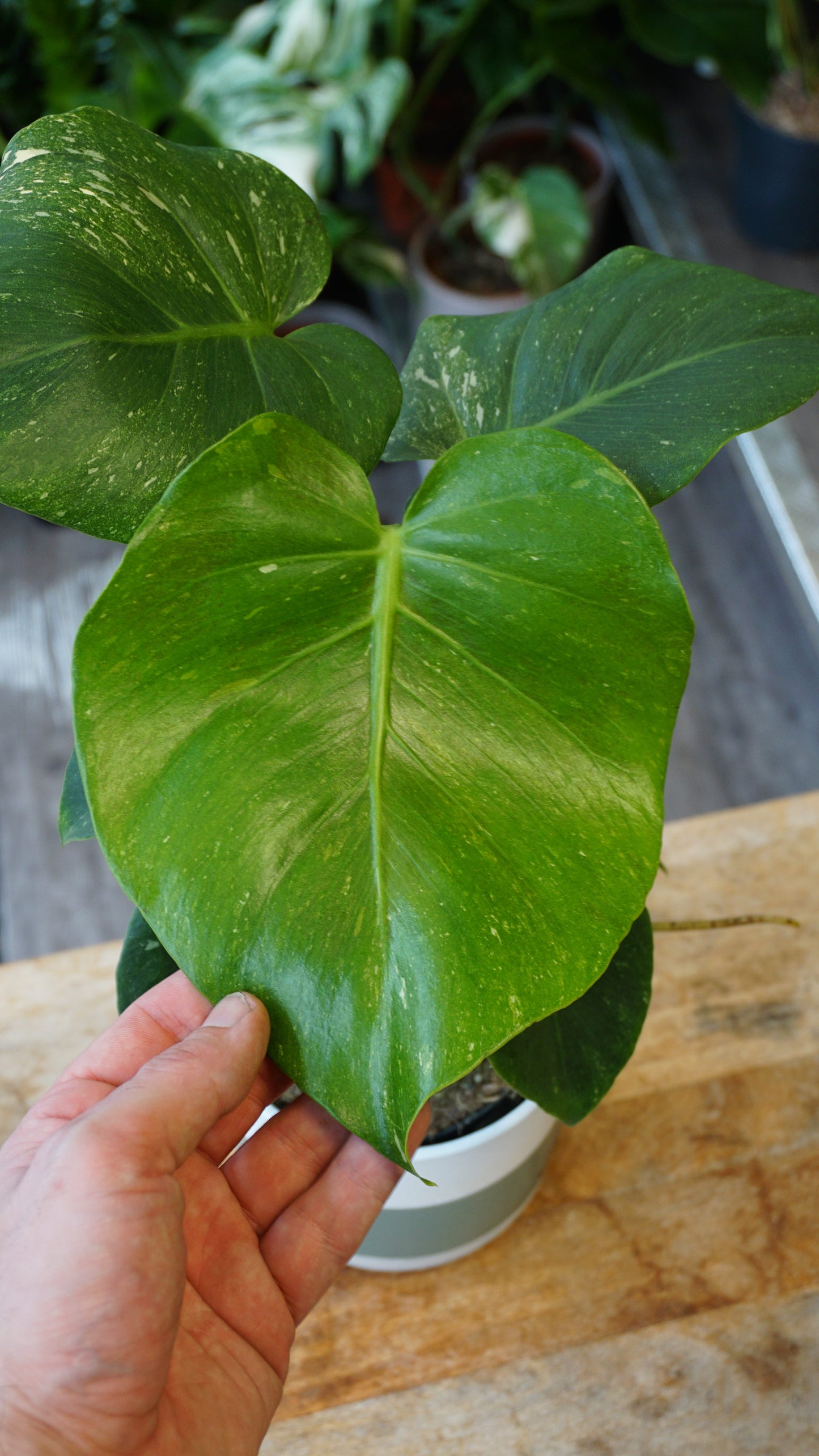 Monstera Thai Mutation