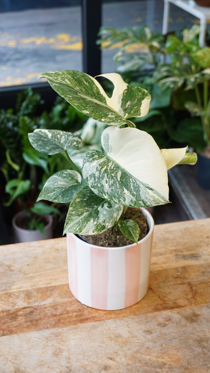 Monstera Thai Constellation rare Mutation studio plantes rares jungle jardinerie strasbourg rare plant shop online pflanzen