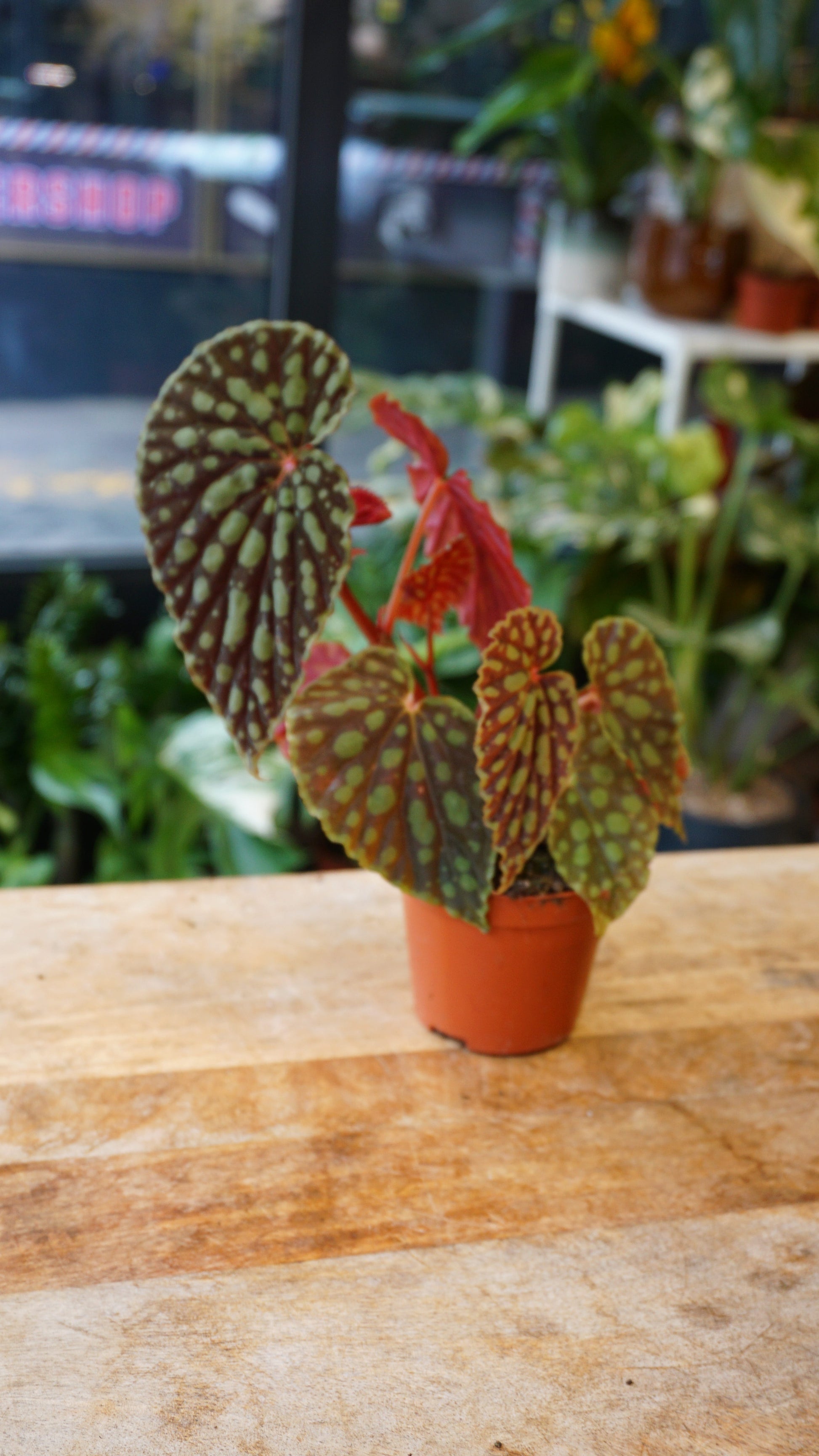 Begonia Chlorosticta studio plantes rares jungle jardinerie strasbourg rare plant shop online pflanzen