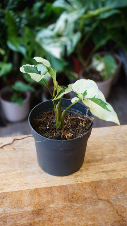 Syngonium Twister White