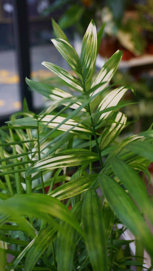 Chamaedorea Elegans Variegata studio plantes rares jungle jardinerie strasbourg rare plant shop online pflanzen