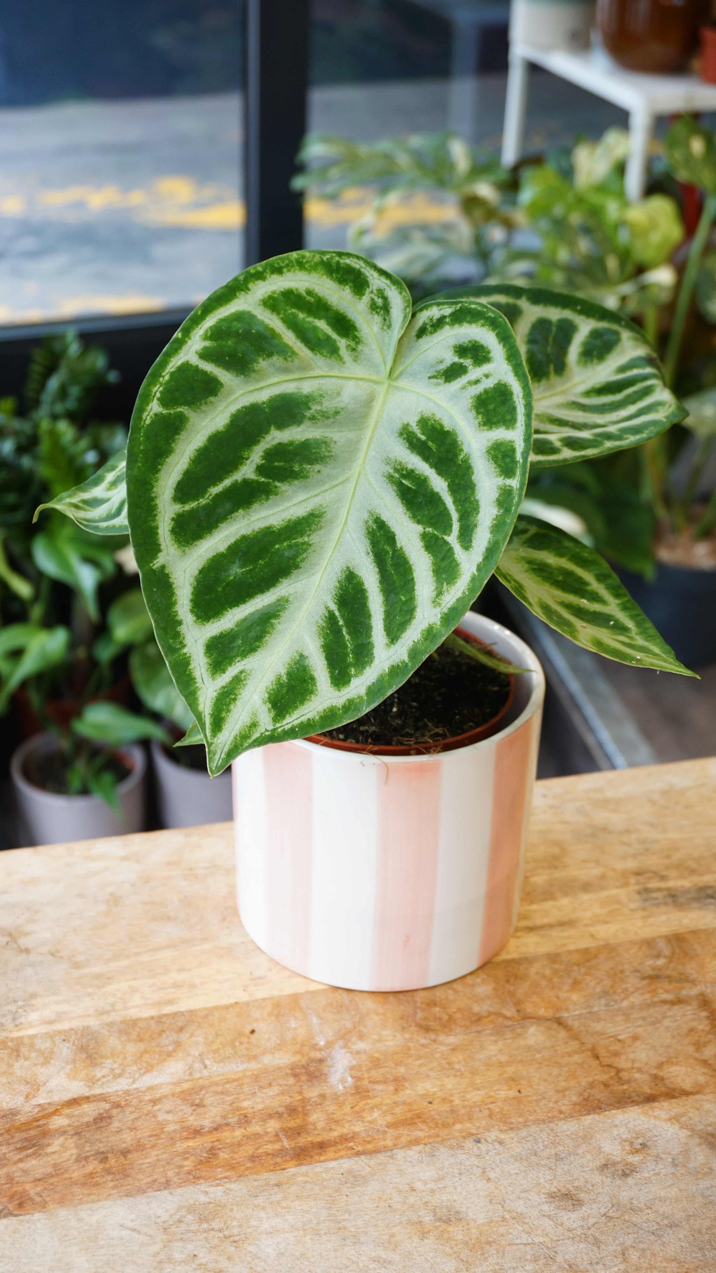 Anthurium Silver Blush studio plantes rares jungle jardinerie strasbourg rare plant shop online pflanzen