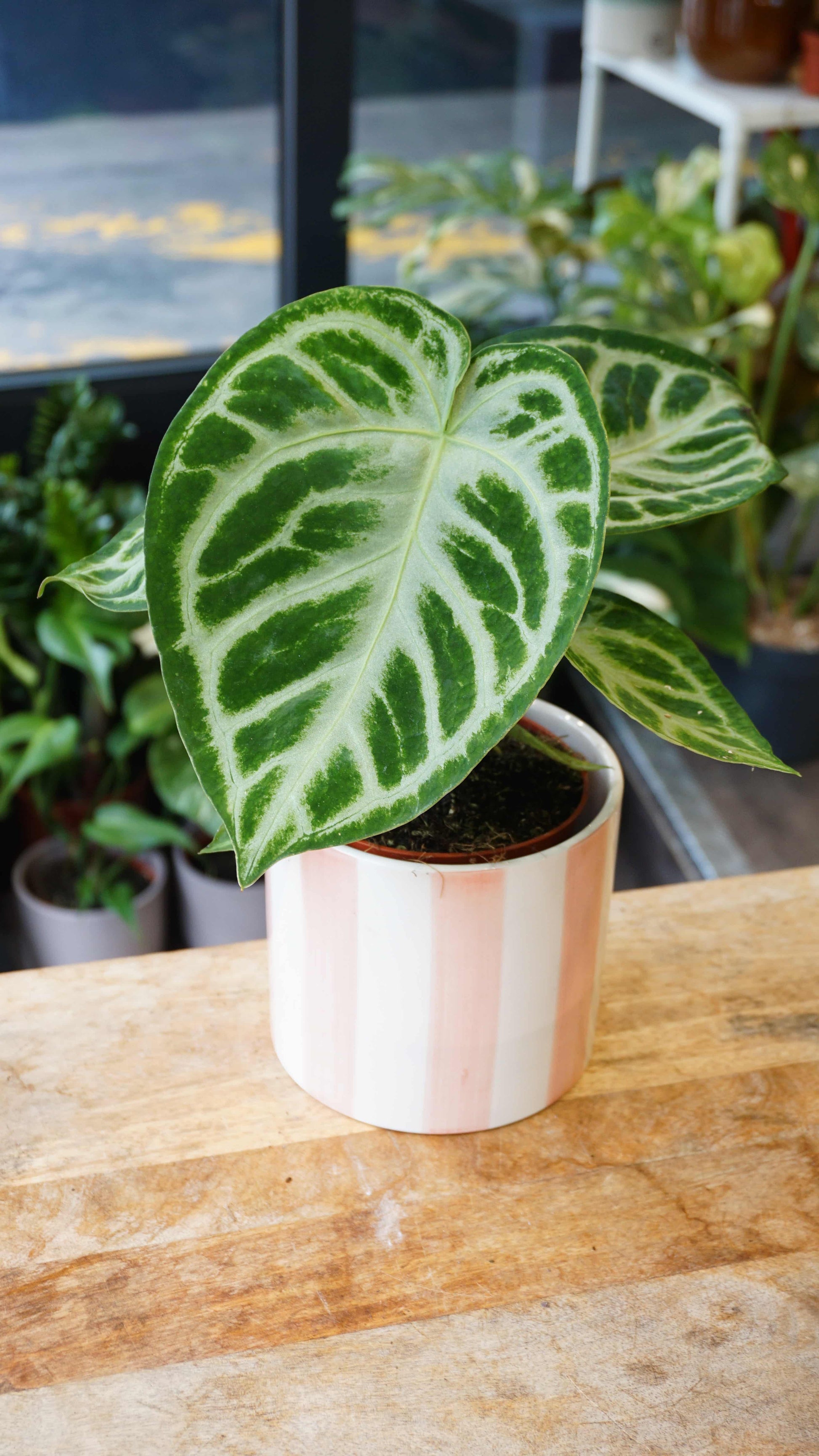 Anthurium Silver Blush studio plantes rares jungle jardinerie strasbourg rare plant shop online pflanzen
