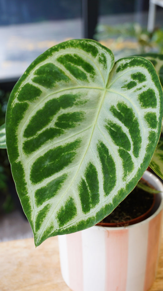 Anthurium Silver Blush studio plantes rares jungle jardinerie strasbourg rare plant shop online pflanzen