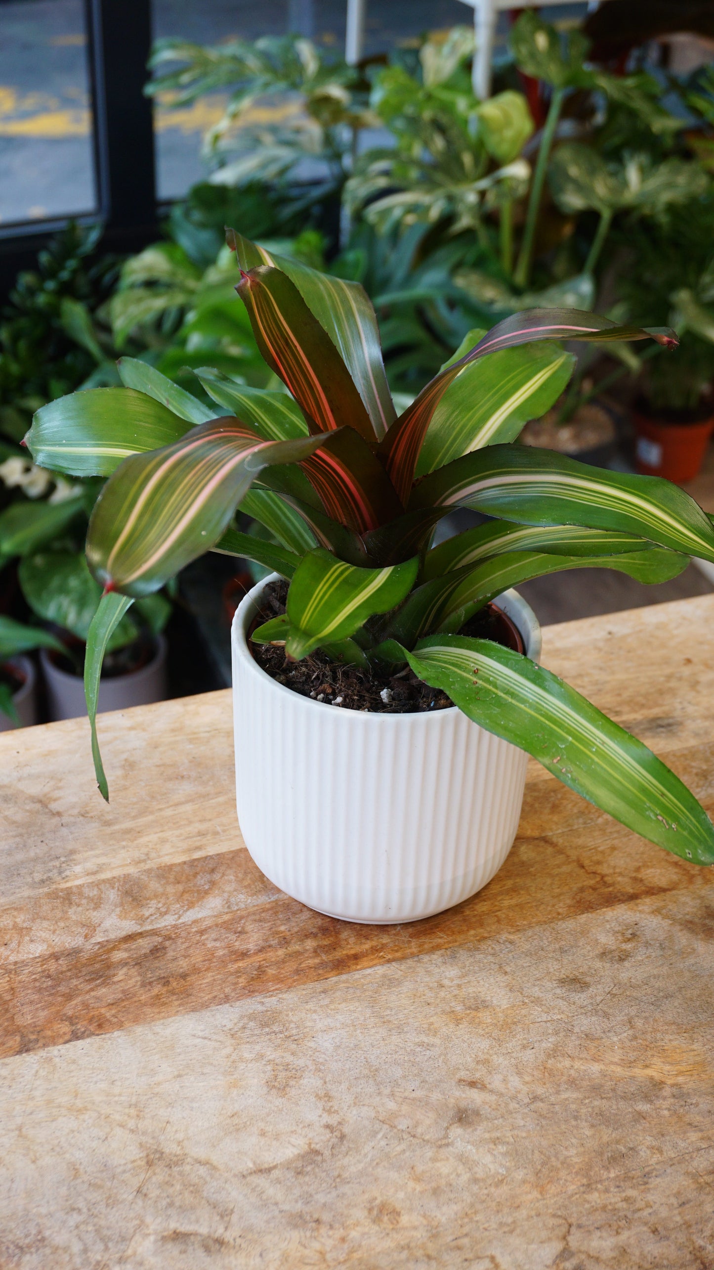 Neoregelia Fancy studio plantes rares jungle terrarium jardinerie strasbourg rare plant shop online pflanzen