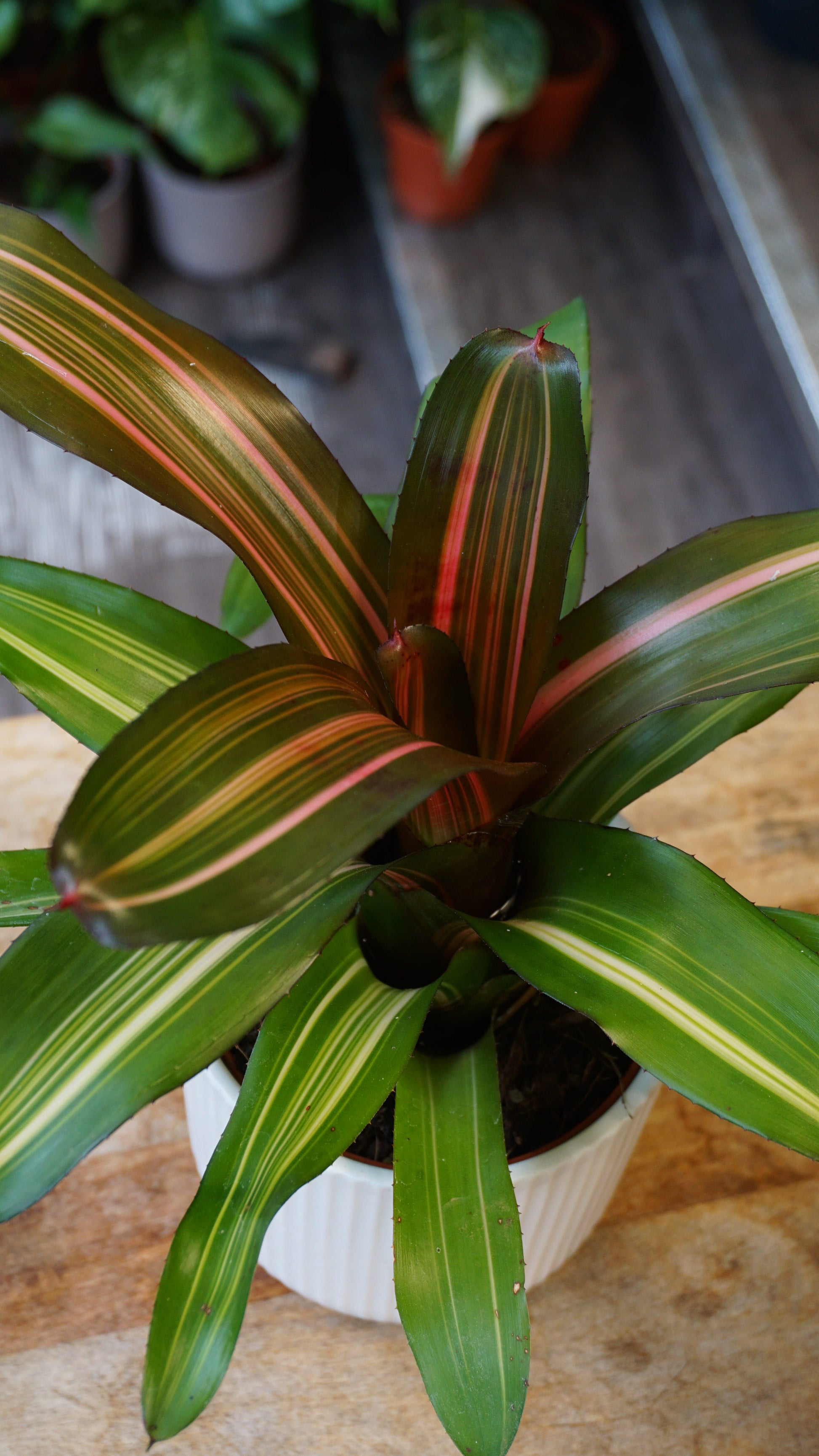 Neoregelia Fancy studio plantes rares jungle terrarium jardinerie strasbourg rare plant shop online pflanzen