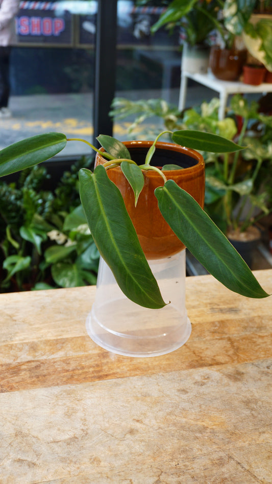 Philodendron Spiritus Sancti studio plantes rares jungle jardinerie strasbourg boutique rare plant shop online pflanzen