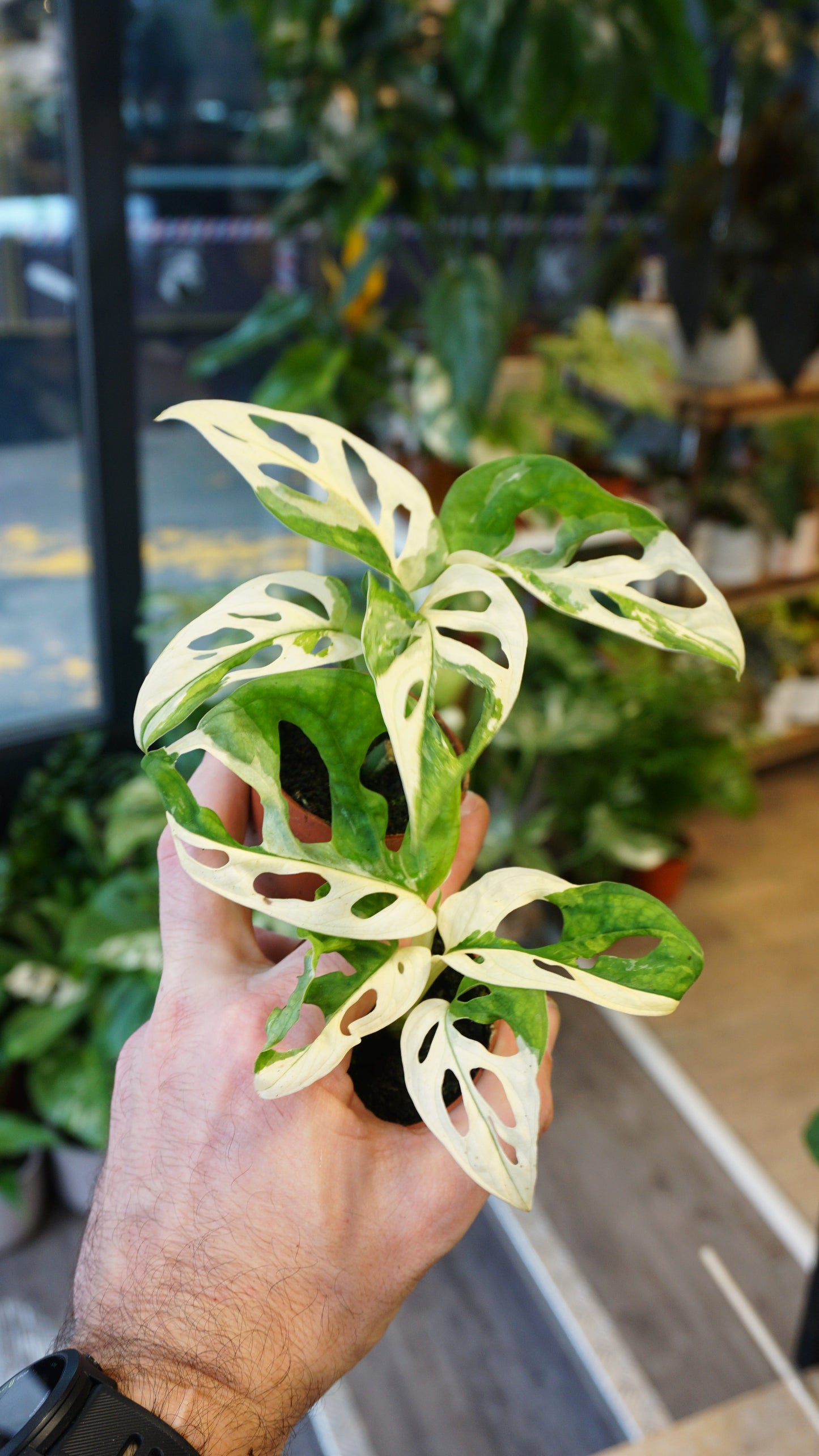 baby Monstera Adansonii Variegata studio plantes rares jungle jardinerie strasbourg rare plant shop online pflanzen