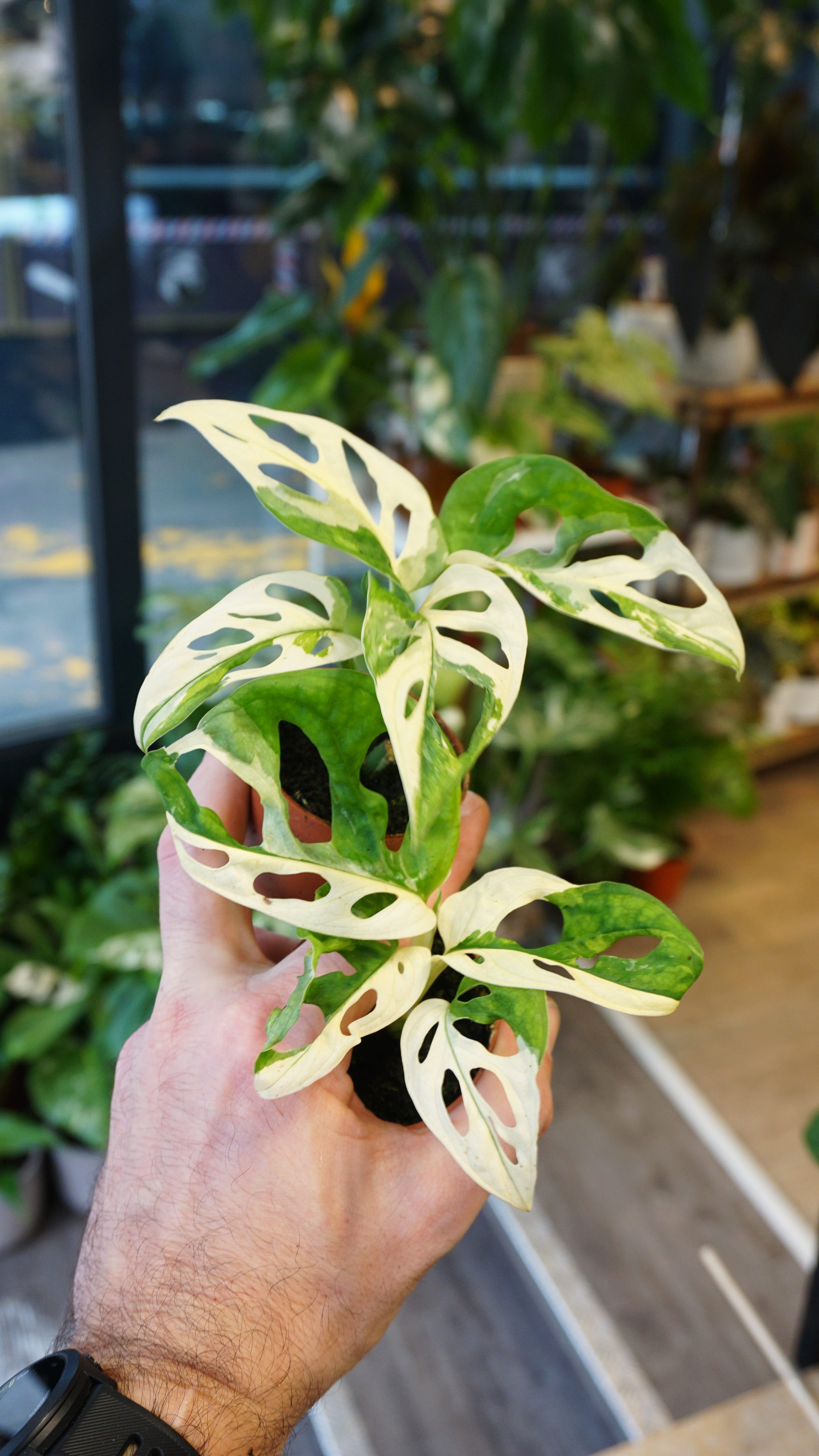baby Monstera Adansonii Variegata studio plantes rares jungle jardinerie strasbourg rare plant shop online pflanzen