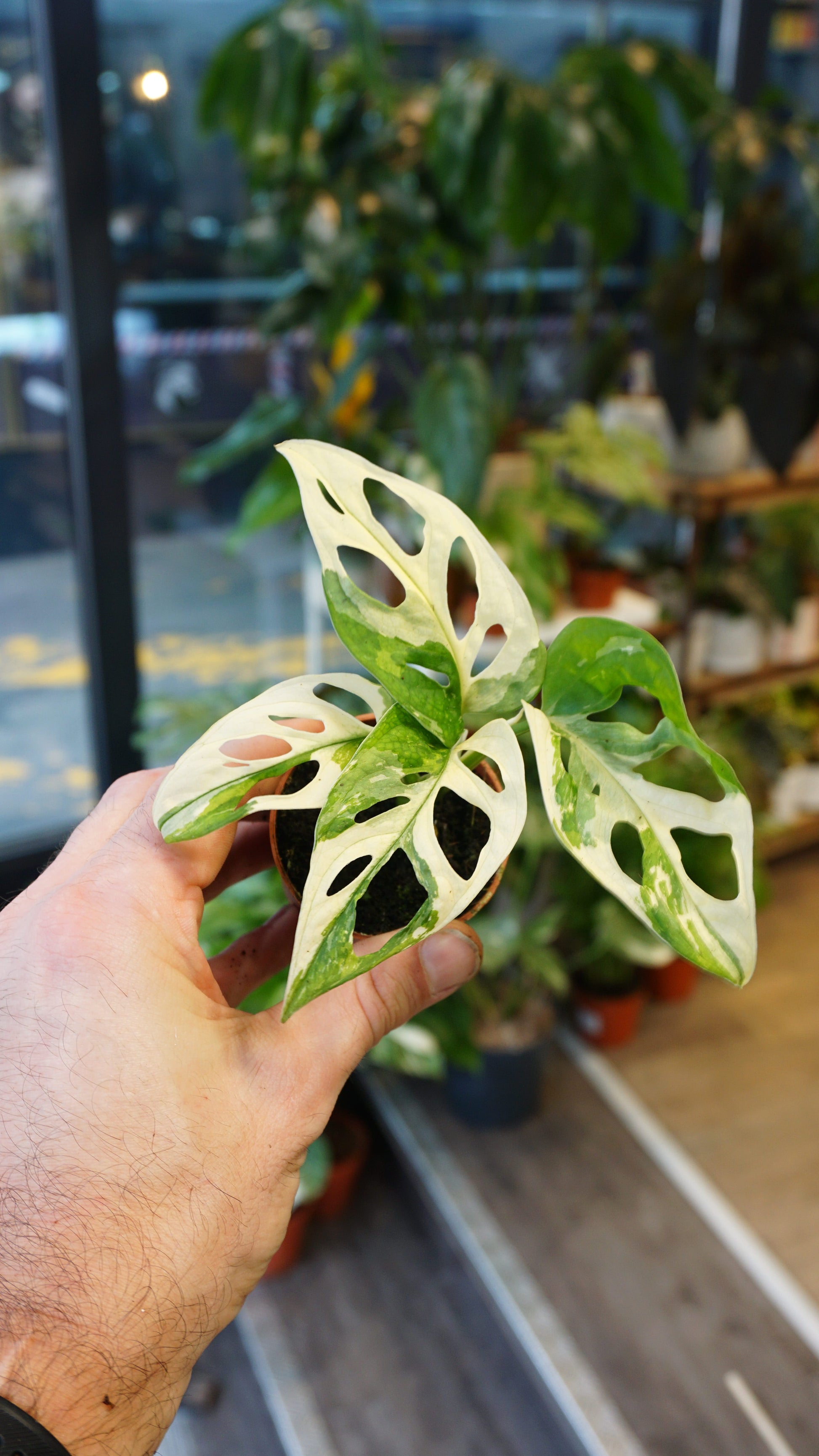 baby Monstera Adansonii Variegata studio plantes rares jungle jardinerie strasbourg rare plant shop online pflanzen