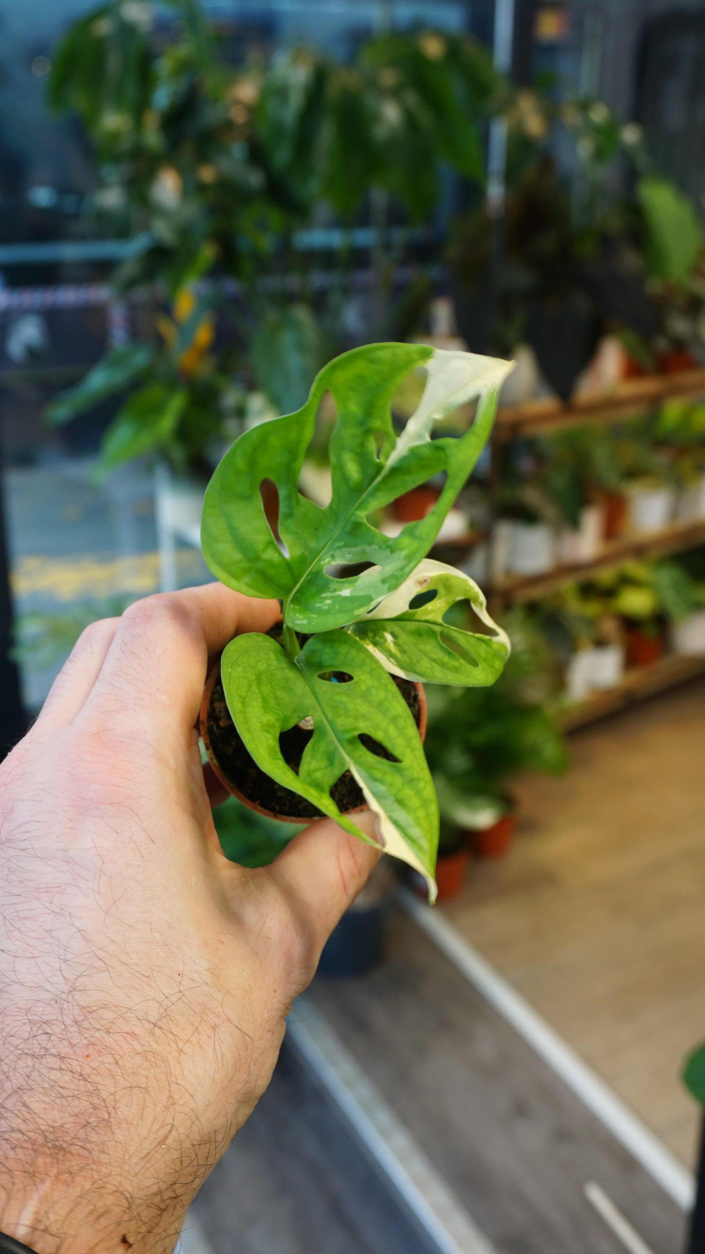 baby Monstera Adansonii Variegata studio plantes rares jungle jardinerie strasbourg rare plant shop online pflanzen