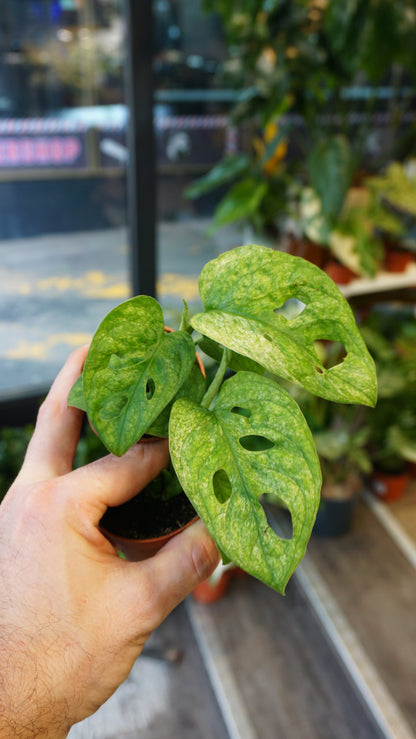 Monstera Adansonii Mint (baby)