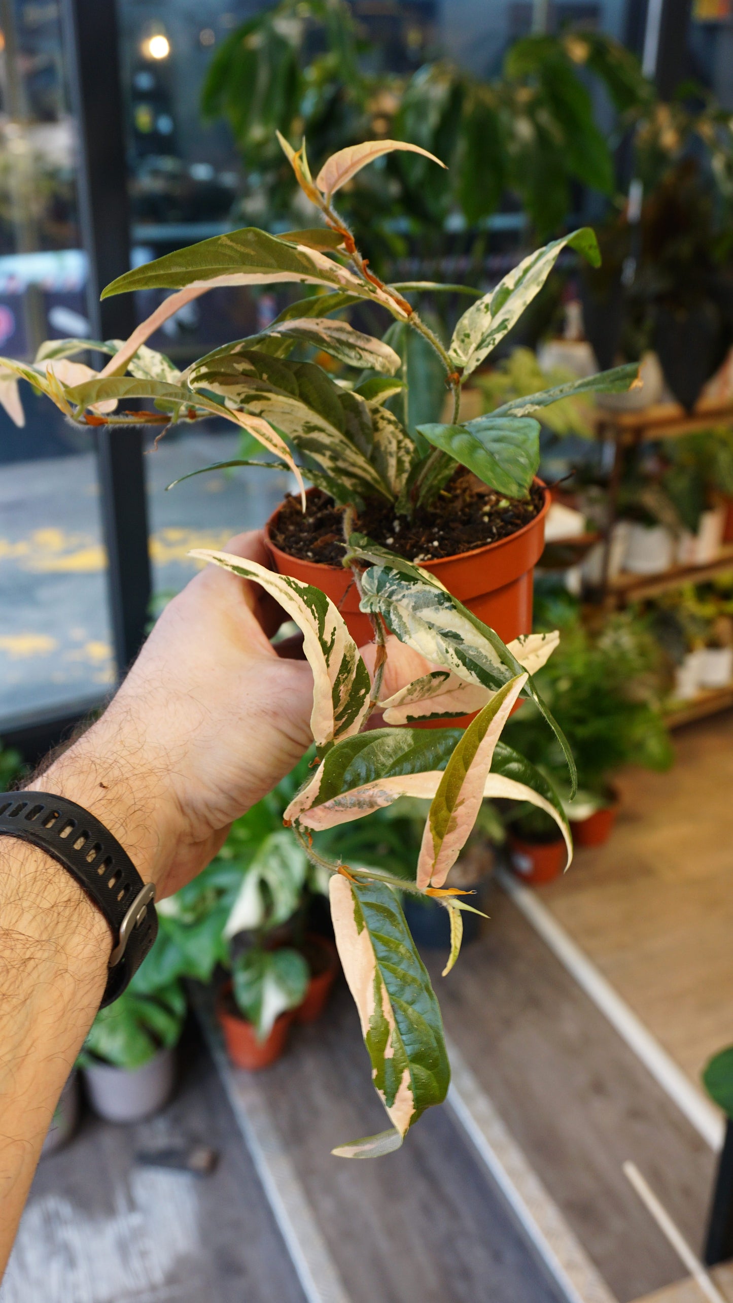 Ficus Sagittata Variegata studio plantes rares strasbourg jungle jardinerie rare plant shop online pflanzen