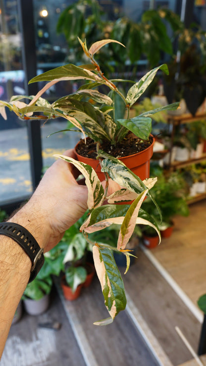 Ficus Sagittata Variegata studio plantes rares strasbourg jungle jardinerie rare plant shop online pflanzen