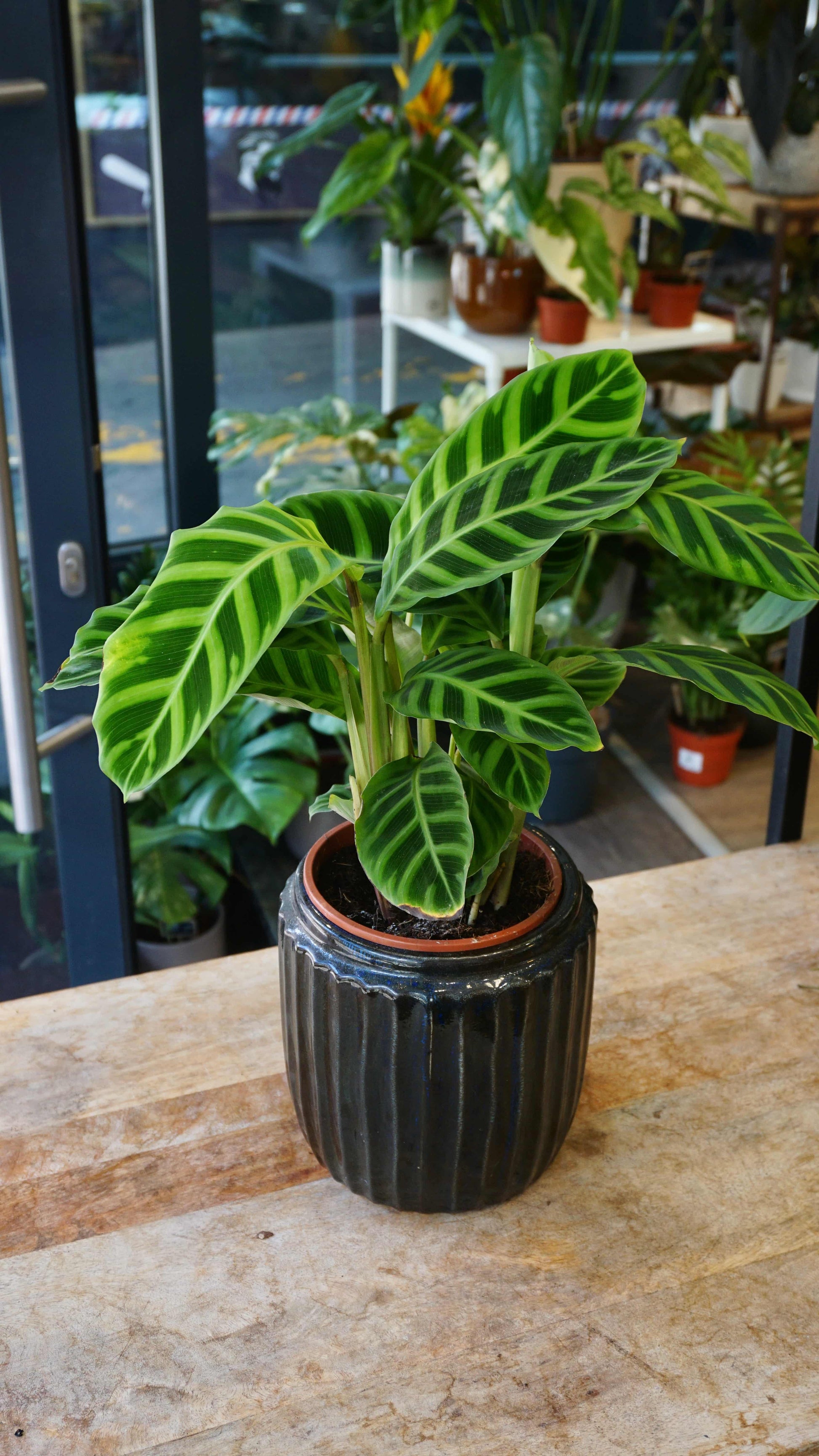 Calathea Zebrina studio plantes rares jungle jardinerie strasbourg rare plant shop online pflanzen