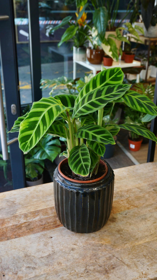 Calathea Zebrina studio plantes rares jungle jardinerie strasbourg rare plant shop online pflanzen