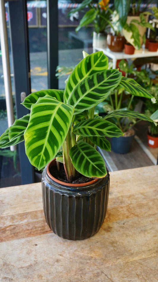 Calathea Zebrina studio plantes rares jungle jardinerie strasbourg rare plant shop online pflanzen