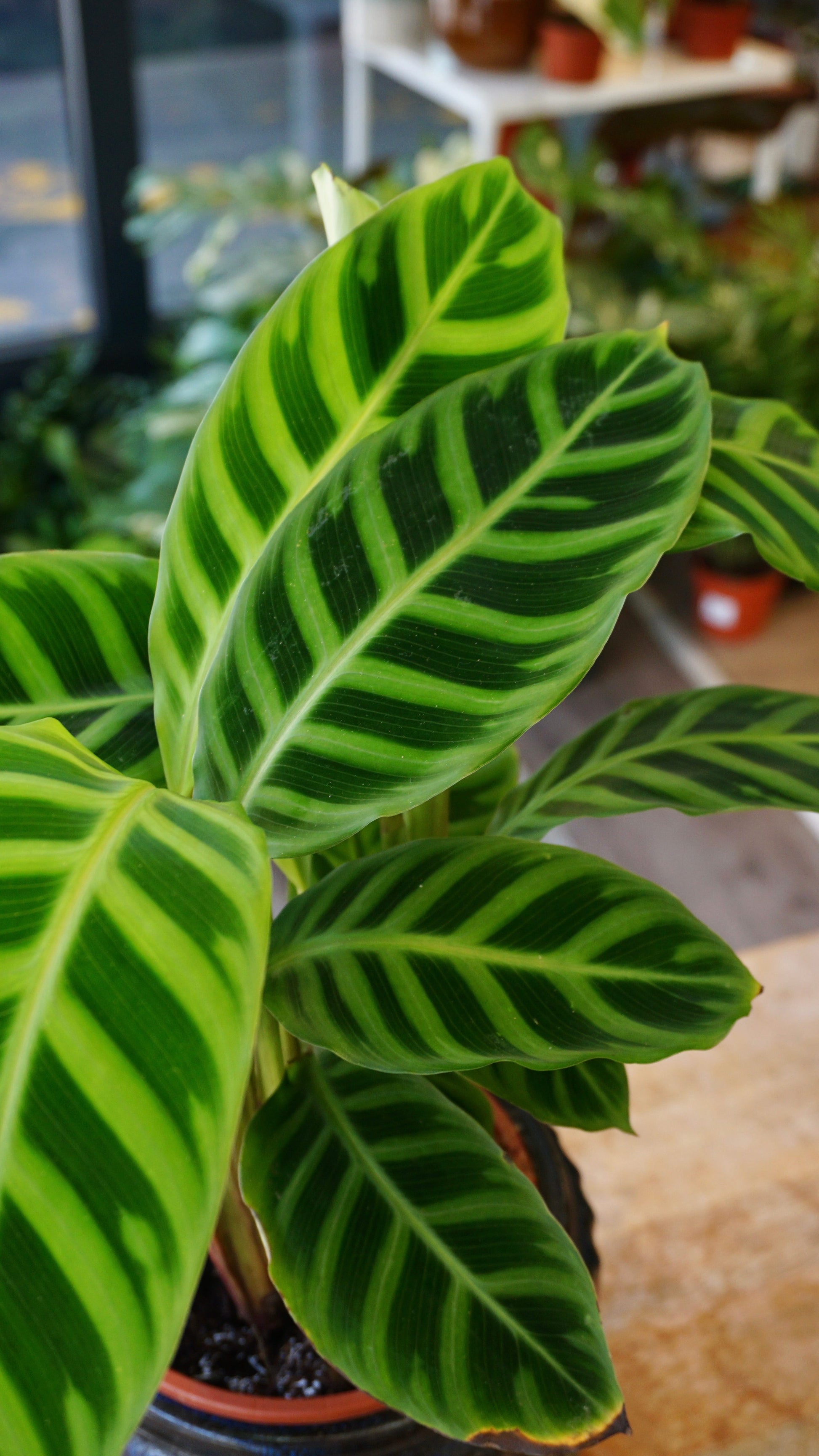 Calathea Zebrina studio plantes rares jungle jardinerie strasbourg rare plant shop online pflanzen