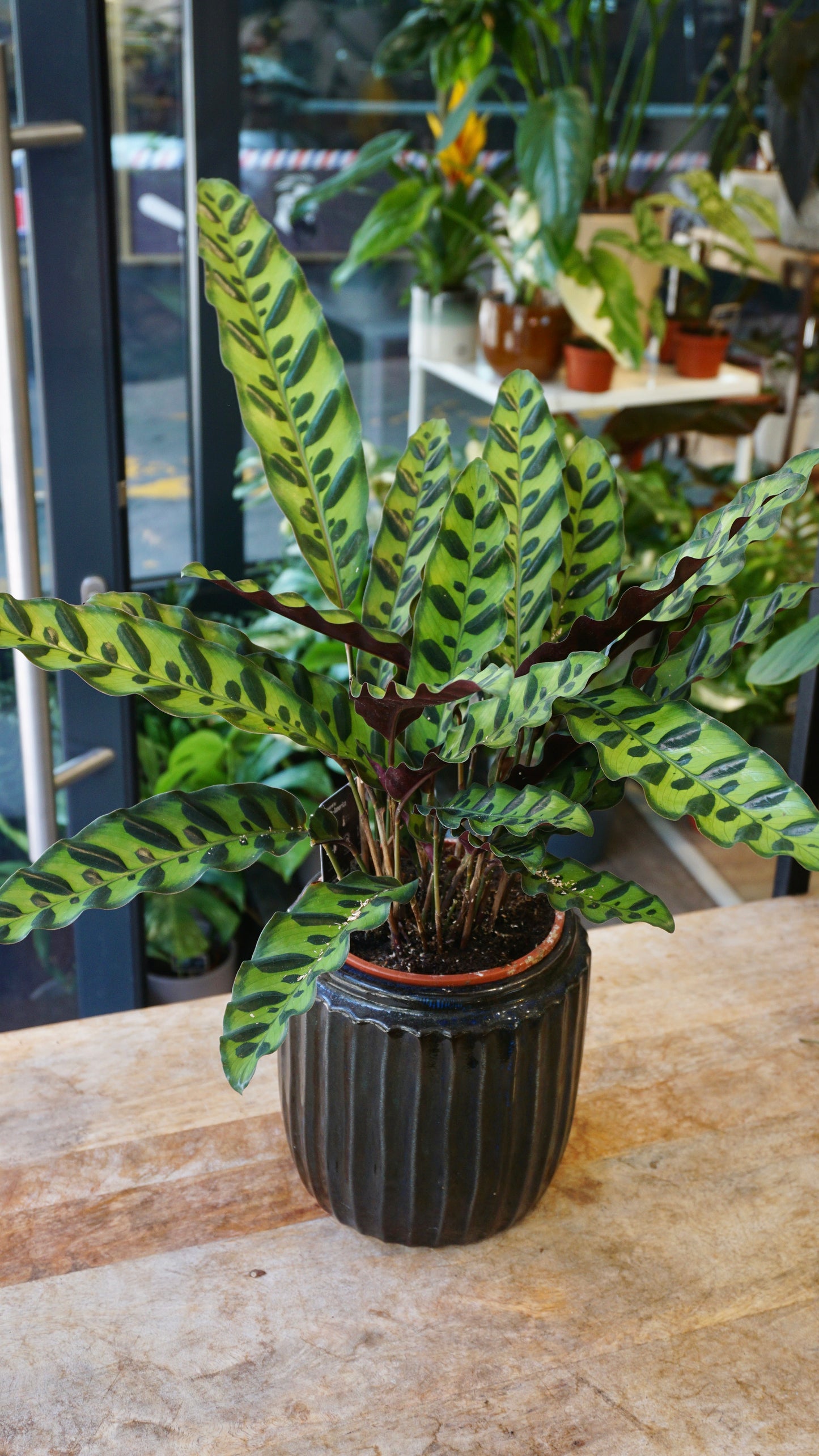 Calathea Lancifolia Studio plantes rares jungle jardinerie strasbourg rare plant shop online pflanzen