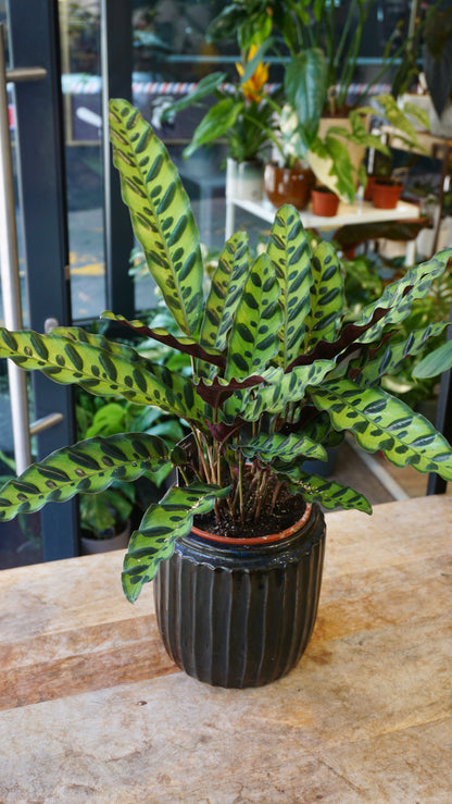 Calathea Lancifolia Studio plantes rares jungle jardinerie strasbourg rare plant shop online pflanzen