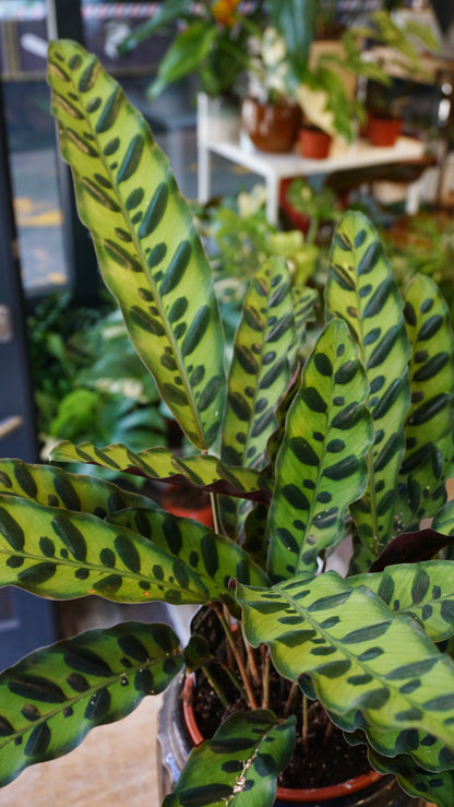 Calathea Lancifolia Studio plantes rares jungle jardinerie strasbourg rare plant shop online pflanzen