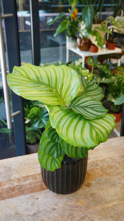 Calathea Orbifolia studio plantes rares jungle jardinerie strasbourg rare plant shop online pflanzen