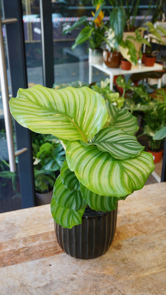 Calathea Orbifolia studio plantes rares jungle jardinerie strasbourg rare plant shop online pflanzen