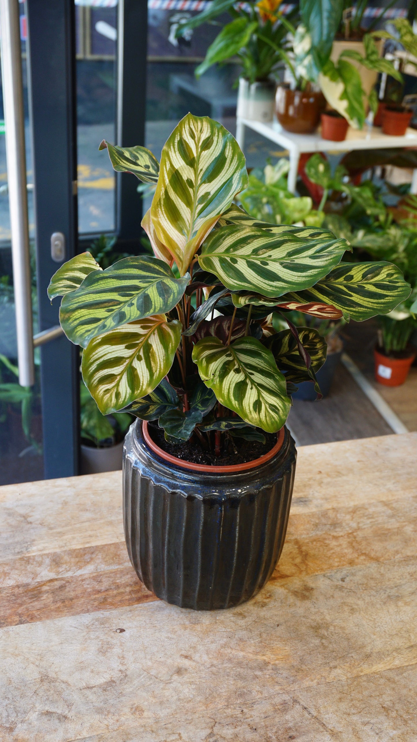 Calathea Macoyana studio plantes rares jungle jardinerie strasbourg rare plant shop online pflanzen
