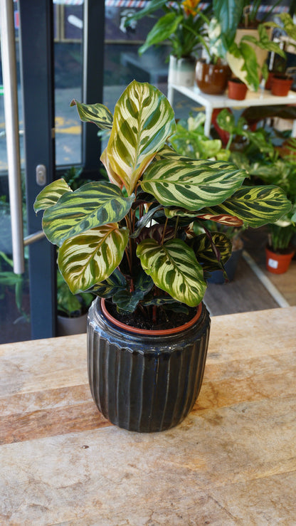 Calathea Macoyana studio plantes rares jungle jardinerie strasbourg rare plant shop online pflanzen