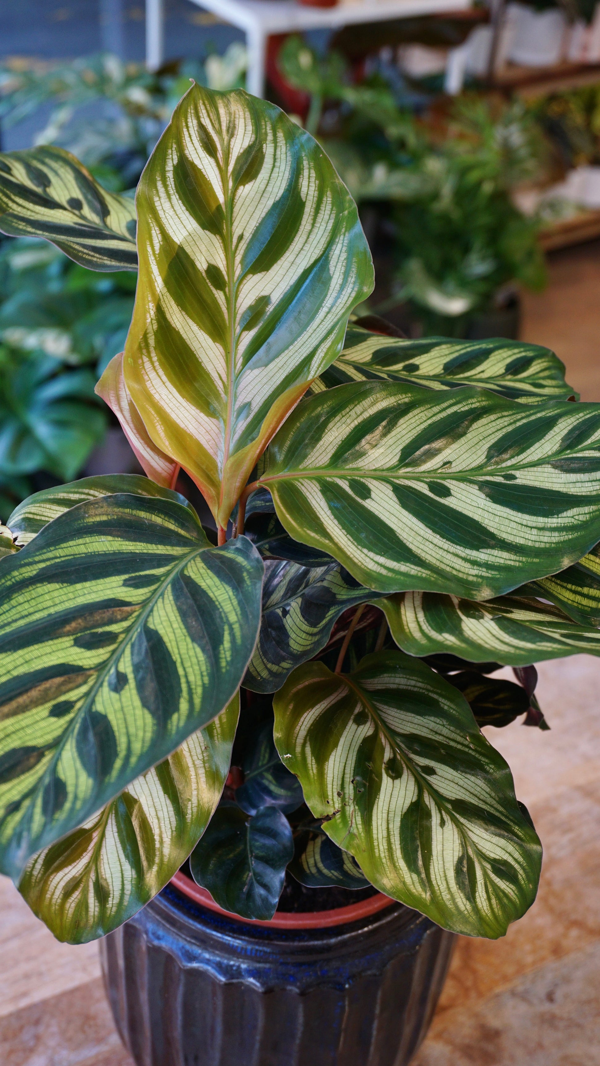 Calathea Macoyana studio plantes rares jungle jardinerie strasbourg rare plant shop online pflanzen