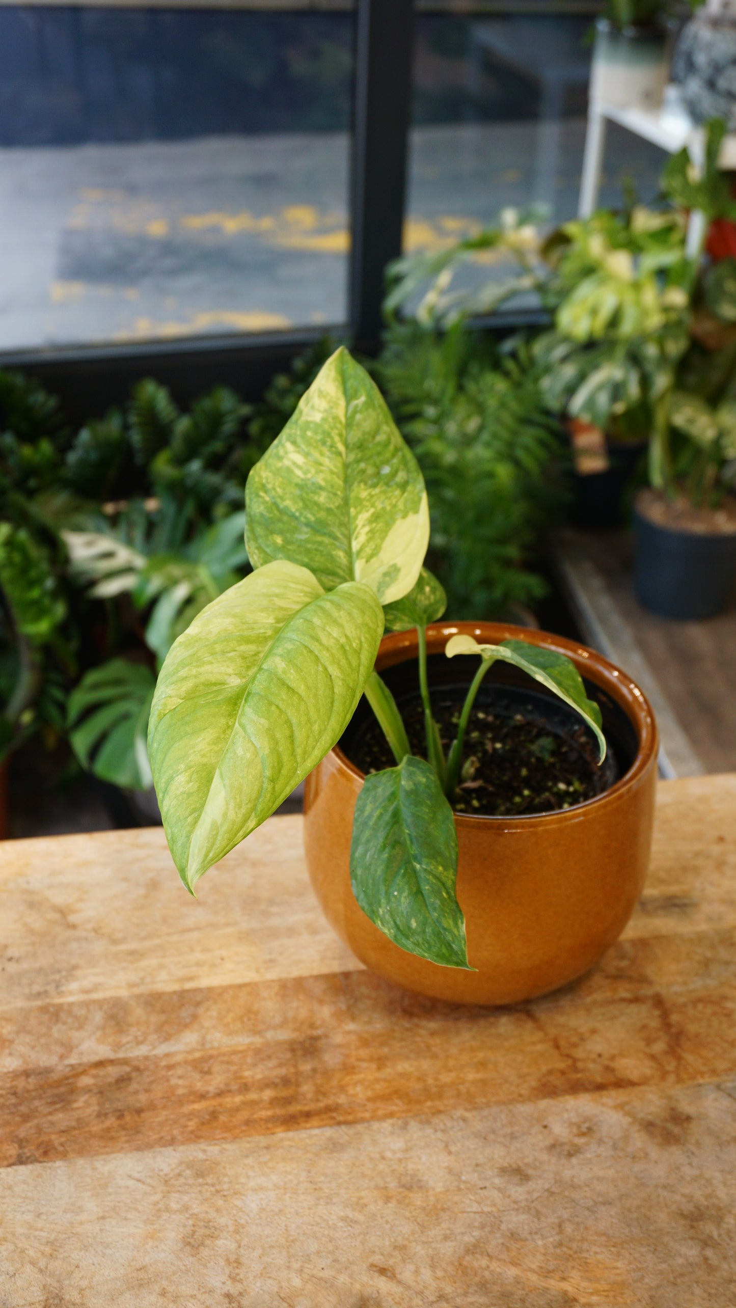 Monstera Mayuna Aurea Variegata studio plantes rares jungle jardinerie strasbourg rare plant shop online pflanzen