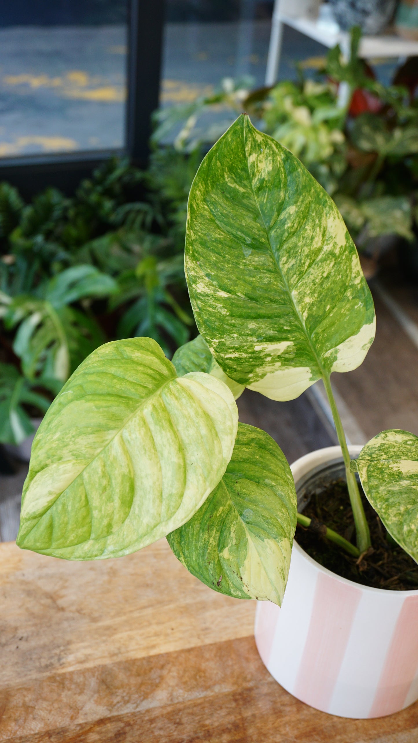 Monstera Mayuna Aurea Variegata studio plantes rares jungle jardinerie strasbourg rare plant shop online pflanzen