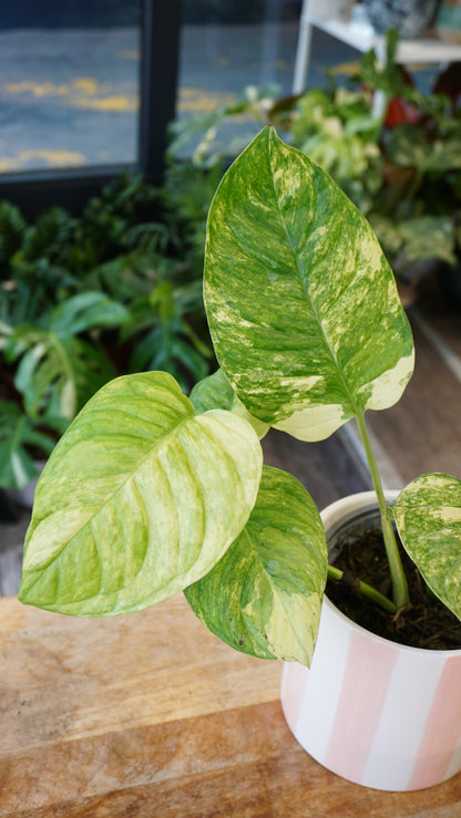 Monstera Mayuna Aurea Variegata studio plantes rares jungle jardinerie strasbourg rare plant shop online pflanzen