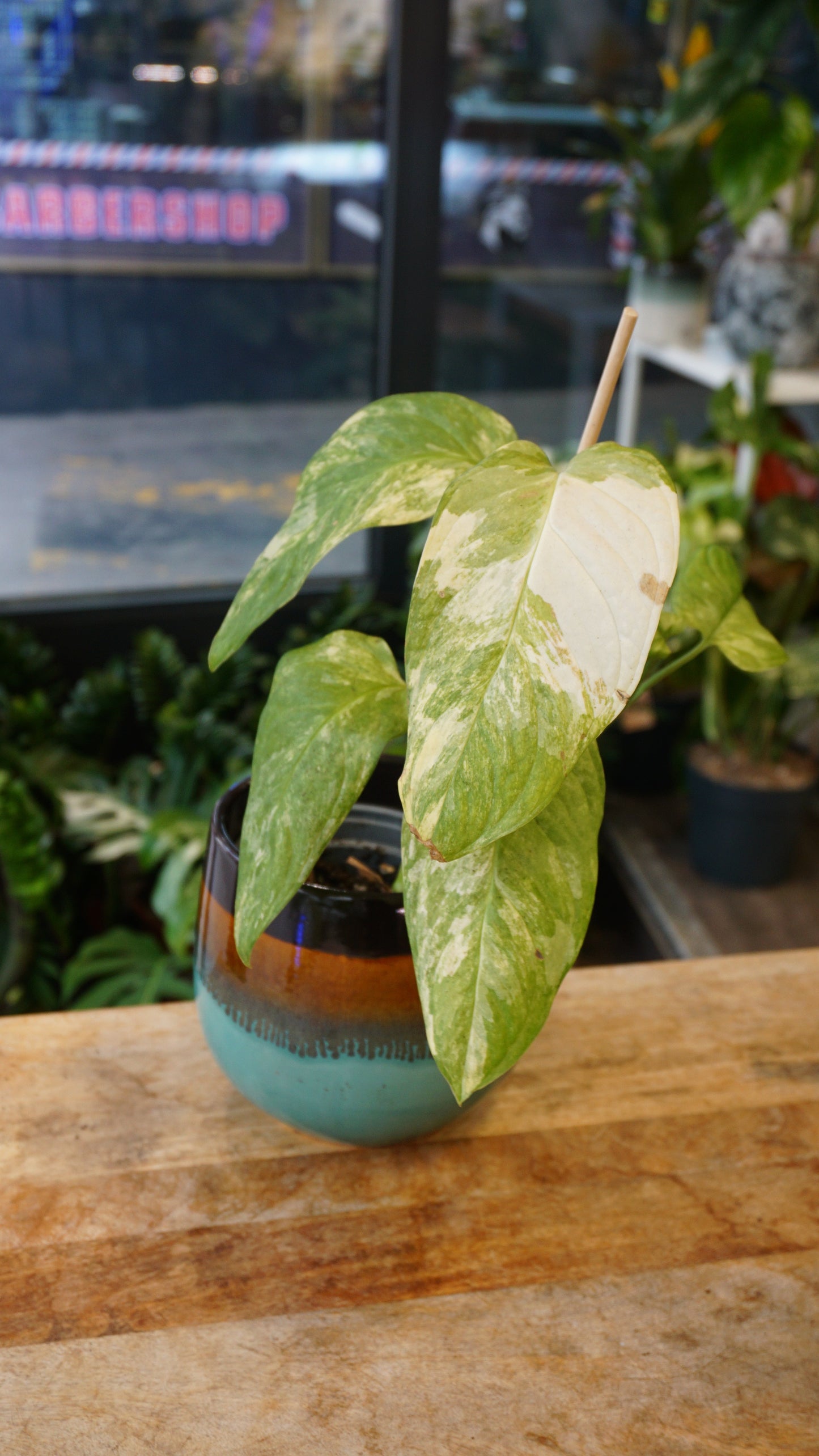 Monstera Mayuna Aurea Variegata studio plantes rares jungle jardinerie strasbourg rare plant shop online pflanzen