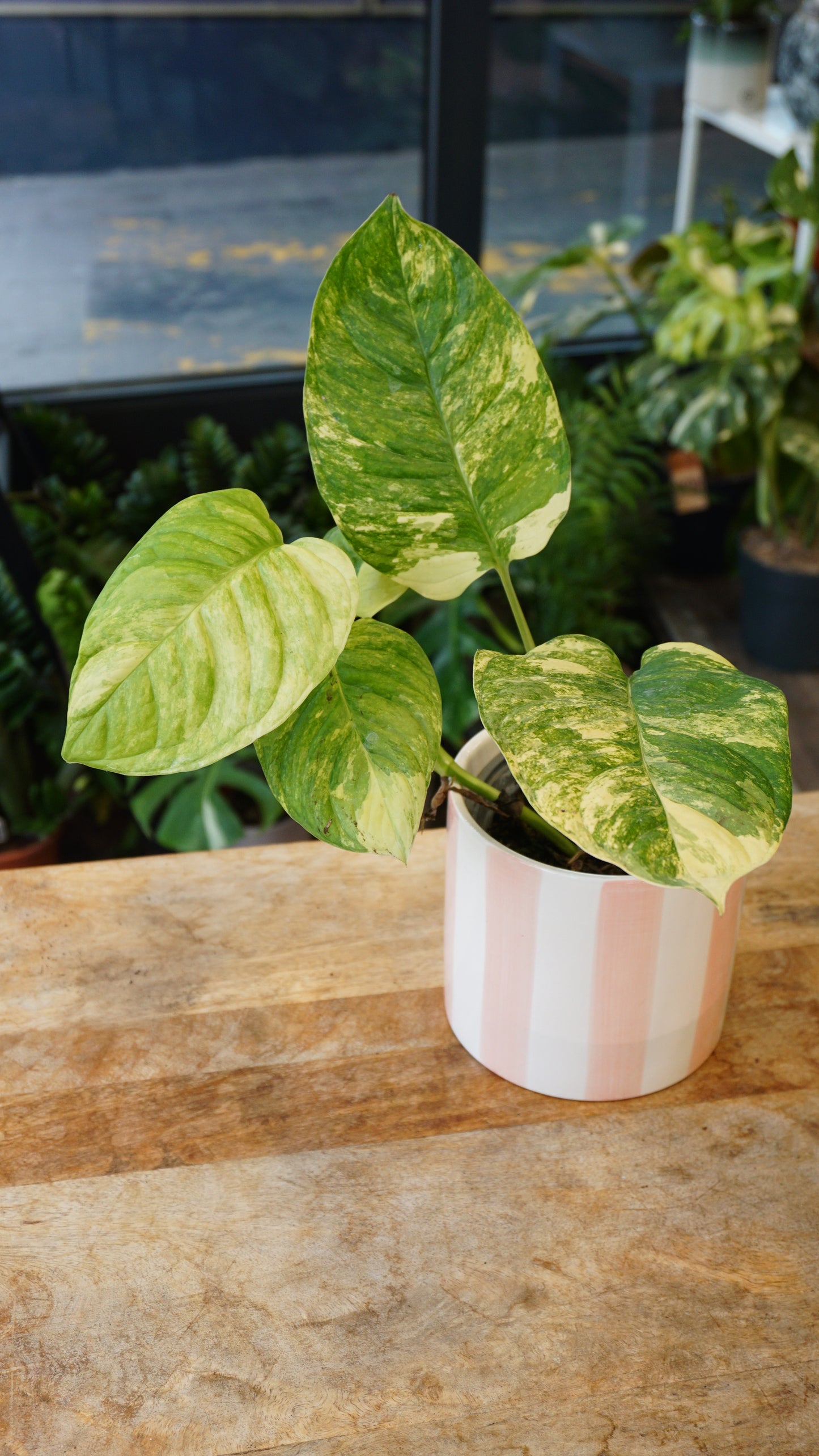 Monstera Mayuna Aurea Variegata studio plantes rares jungle jardinerie strasbourg rare plant shop online pflanzen