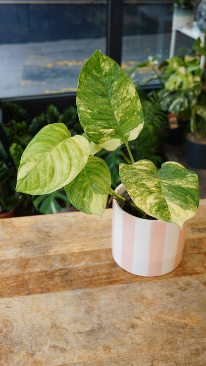 Monstera Mayuna Aurea Variegata studio plantes rares jungle jardinerie strasbourg rare plant shop online pflanzen