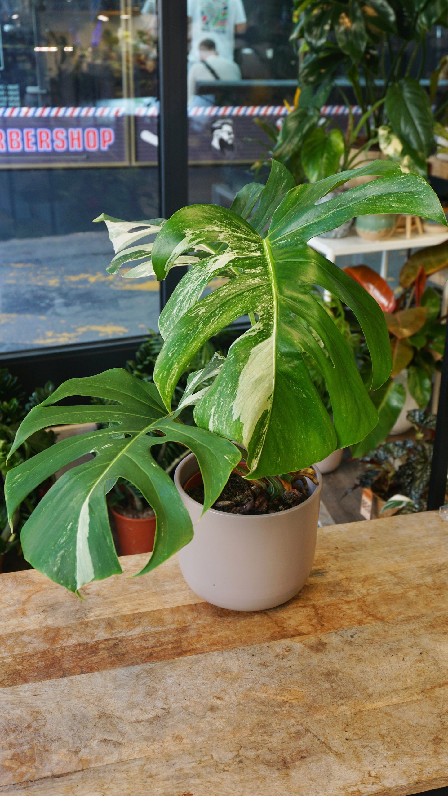monstera albo variegata borsigiana studio plantes rares panaché jungle jardinerie strasbourg rare plant shop online pflanzen
