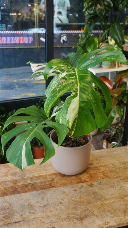 monstera albo variegata borsigiana studio plantes rares panaché jungle jardinerie strasbourg rare plant shop online pflanzen
