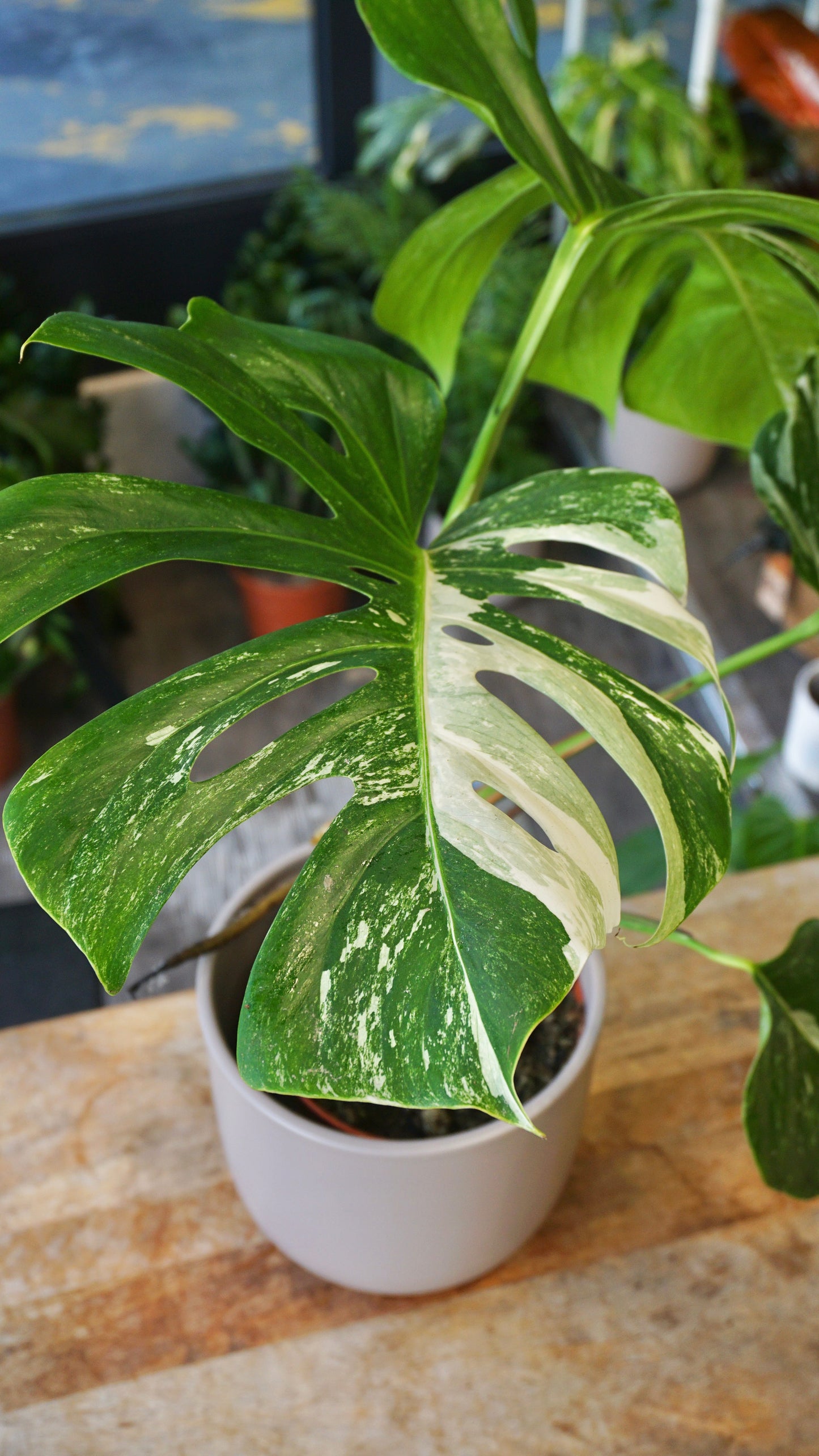 monstera albo variegata borsigiana studio plantes rares panaché jungle jardinerie strasbourg rare plant shop online pflanzen