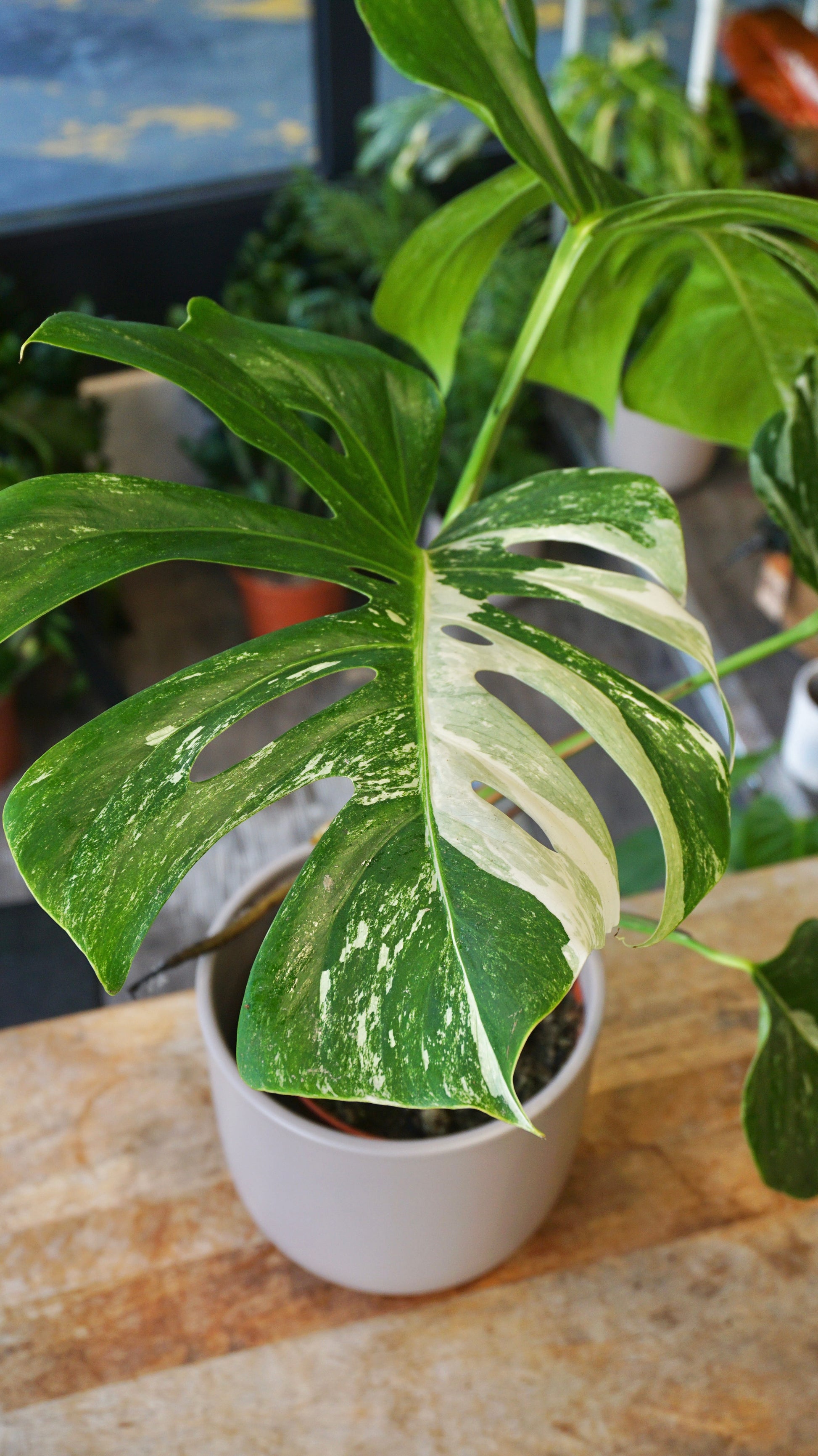 monstera albo variegata borsigiana studio plantes rares panaché jungle jardinerie strasbourg rare plant shop online pflanzen
