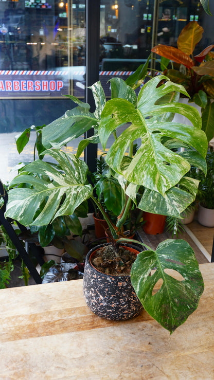 monstera albo variegata borsigiana studio plantes rares panaché jungle jardinerie strasbourg rare plant shop online pflanzen