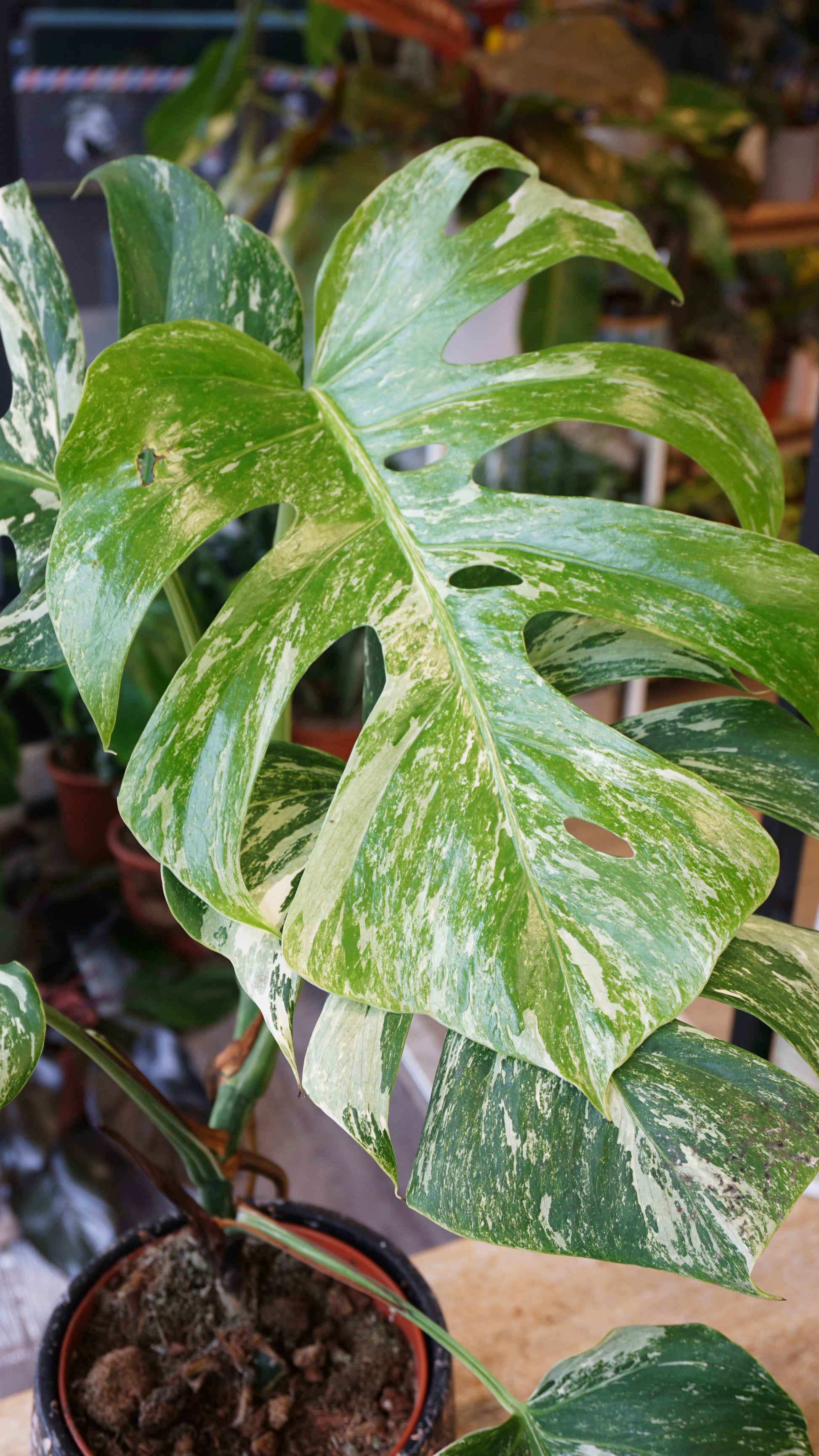 monstera albo variegata borsigiana studio plantes rares panaché jungle jardinerie strasbourg rare plant shop online pflanzen