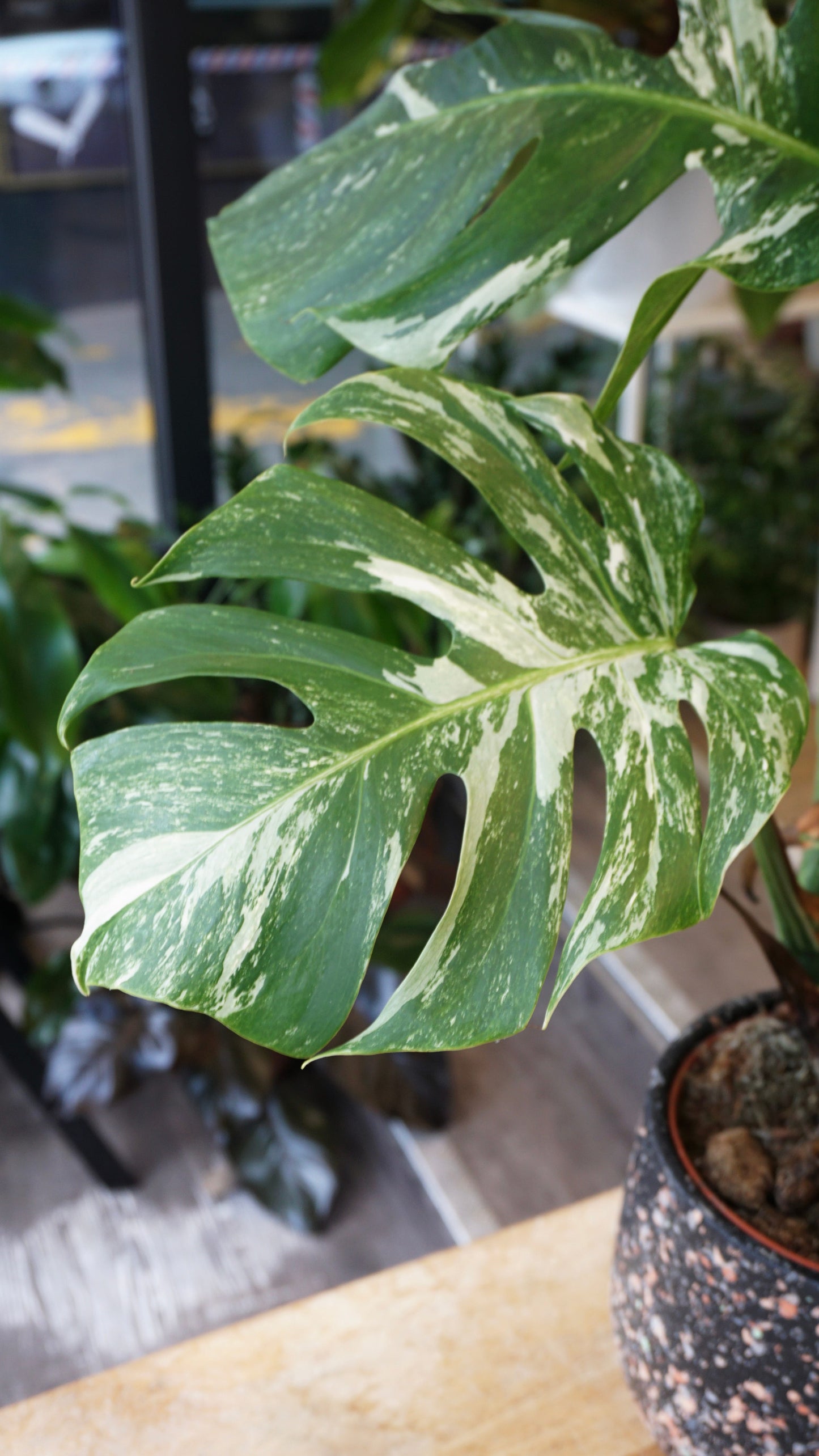 monstera albo variegata borsigiana studio plantes rares panaché jungle jardinerie strasbourg rare plant shop online pflanzen