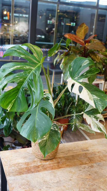 monstera albo variegata borsigiana studio plantes rares panaché jungle jardinerie strasbourg rare plant shop online pflanzen